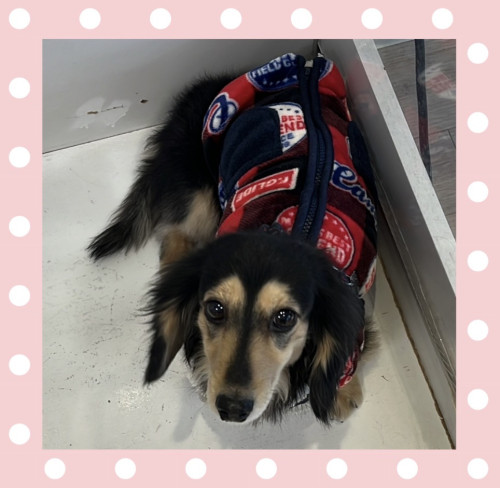 Mダックスのチョコくん