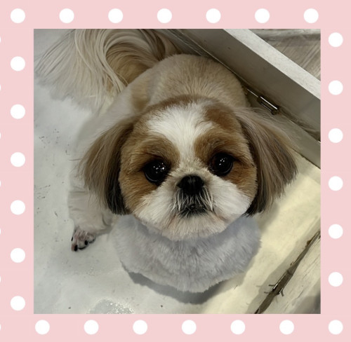 シーズーのErimaちゃん