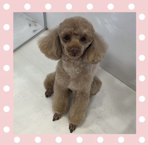 トイプードルのティナちゃん