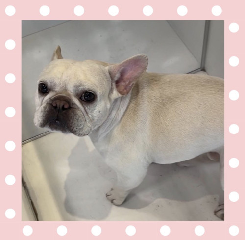 フレブルの新之助くん