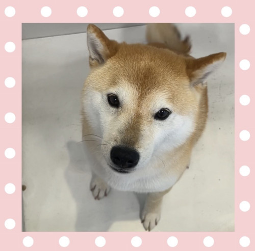 柴犬のうにちゃん