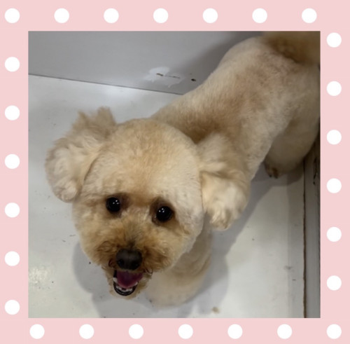 タイニープードルのテディくん