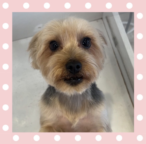 ヨークシャーテリアのそらちゃん