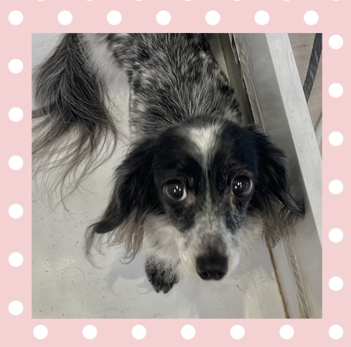 カニンヘンダックスのイリアちゃん