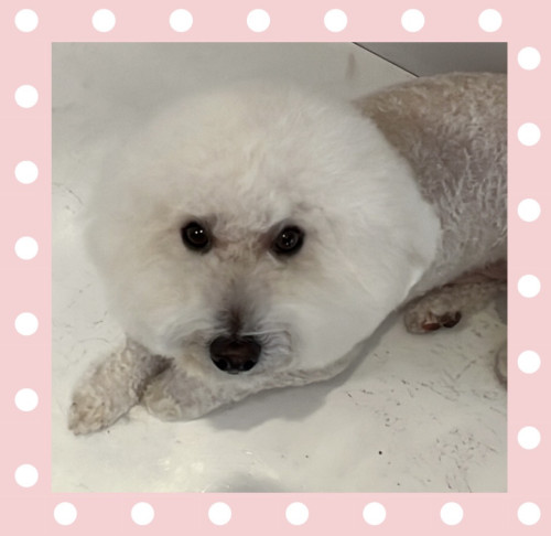 トイプードルのポムくん