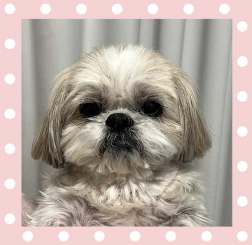 シーズーのポポちゃん