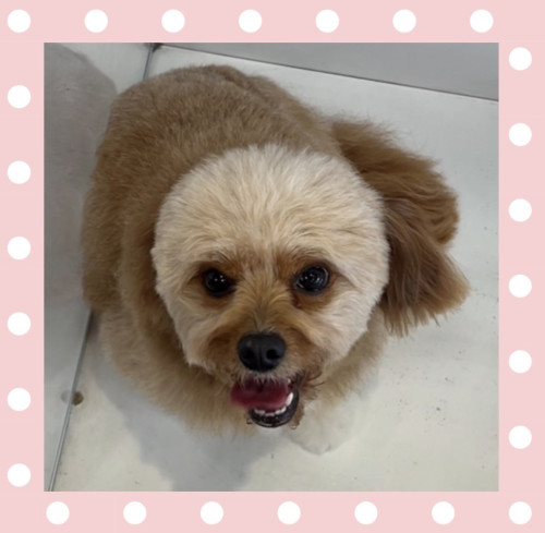 キャバリアとプードルのmixジャスミンちゃん