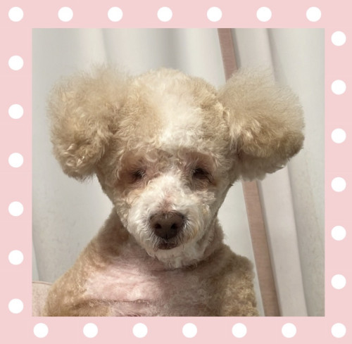 マルチーズとプードルのmixシイちゃん