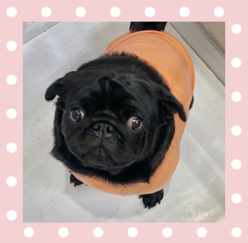 パグのうたちゃん