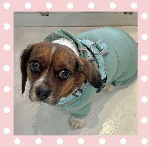 ビーグルとキャバリアのmixさくらちゃん