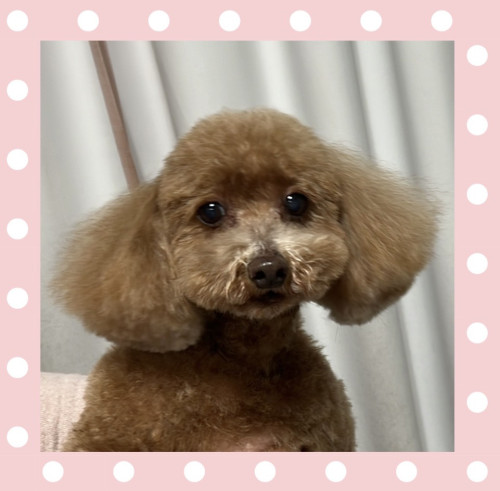 トイプードルのぷぅちゃん
