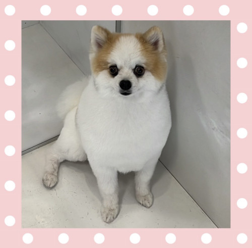 ポメラニアンのMALOくん