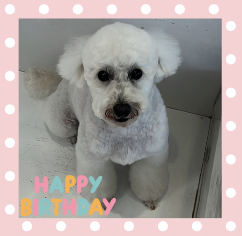 トイプードルのてんくん