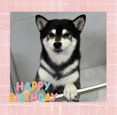 柴犬のすずちゃん