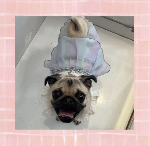 IMG_8341.jpeg