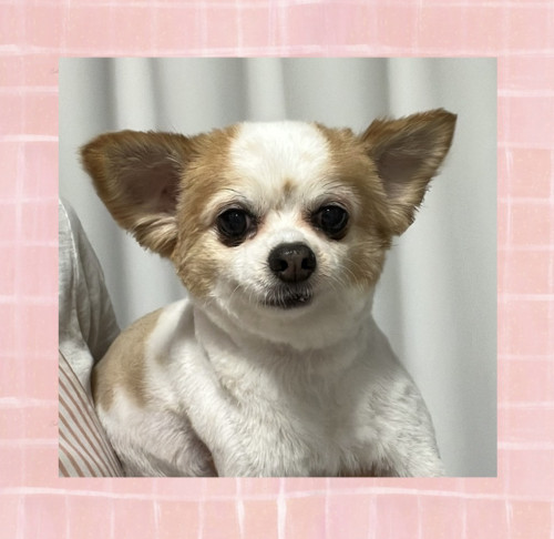 チワワのクッキーちゃん