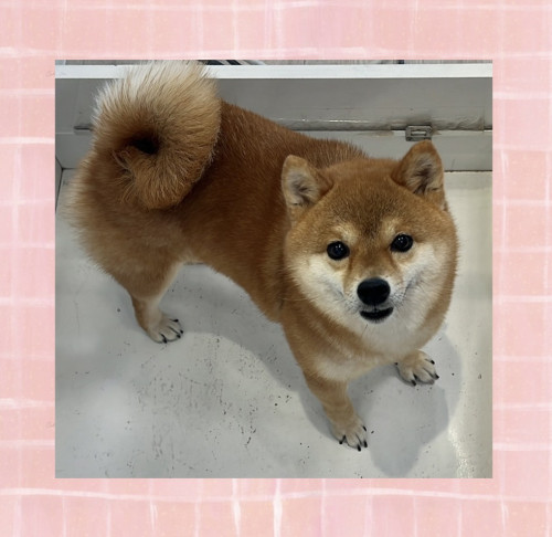 柴犬のぽんずちゃん