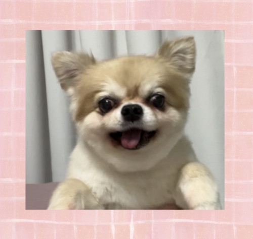 チワワのサブローくん