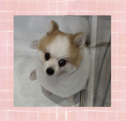 IMG_1919.jpeg