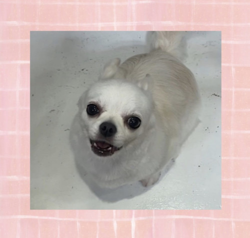 IMG_3910.jpeg