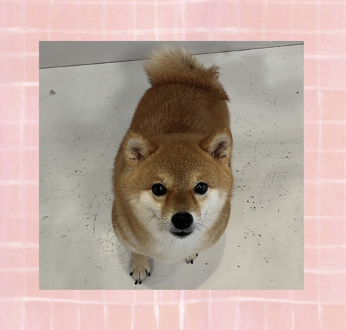 IMG_6387.jpeg