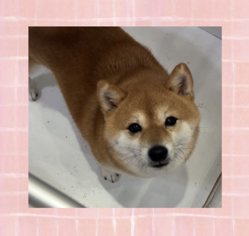 IMG_7037.jpeg