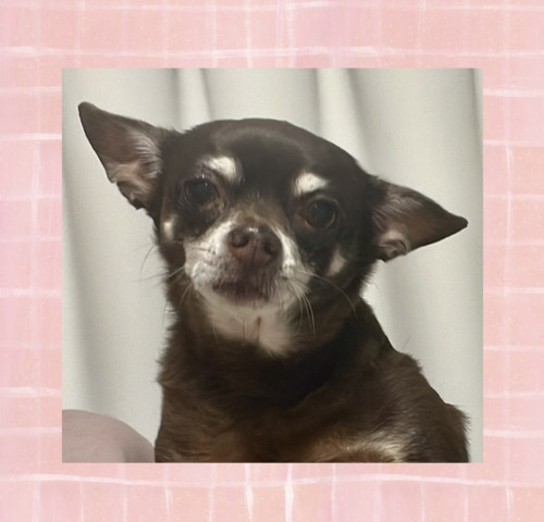 IMG_9818.jpeg