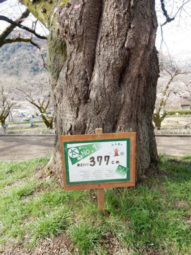 神奈川県内一太い桜.JPG