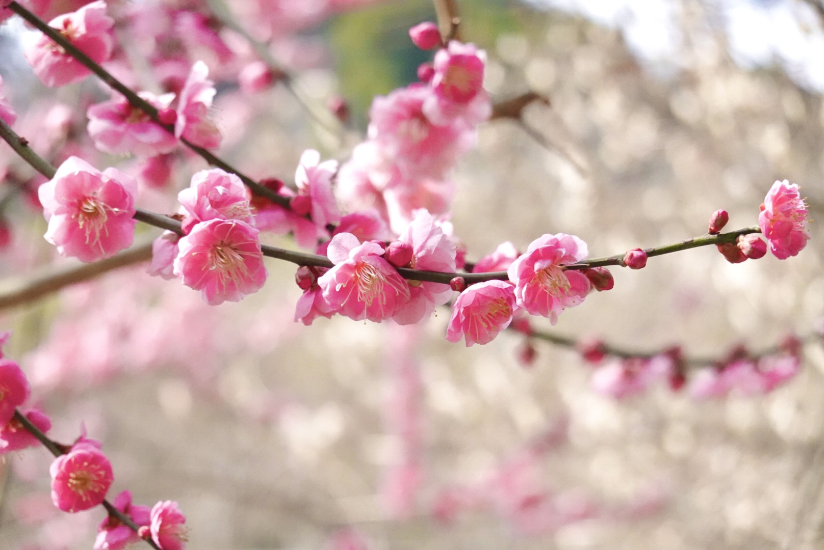 立春の風に乗せて、新しい自分を始めませんか？
