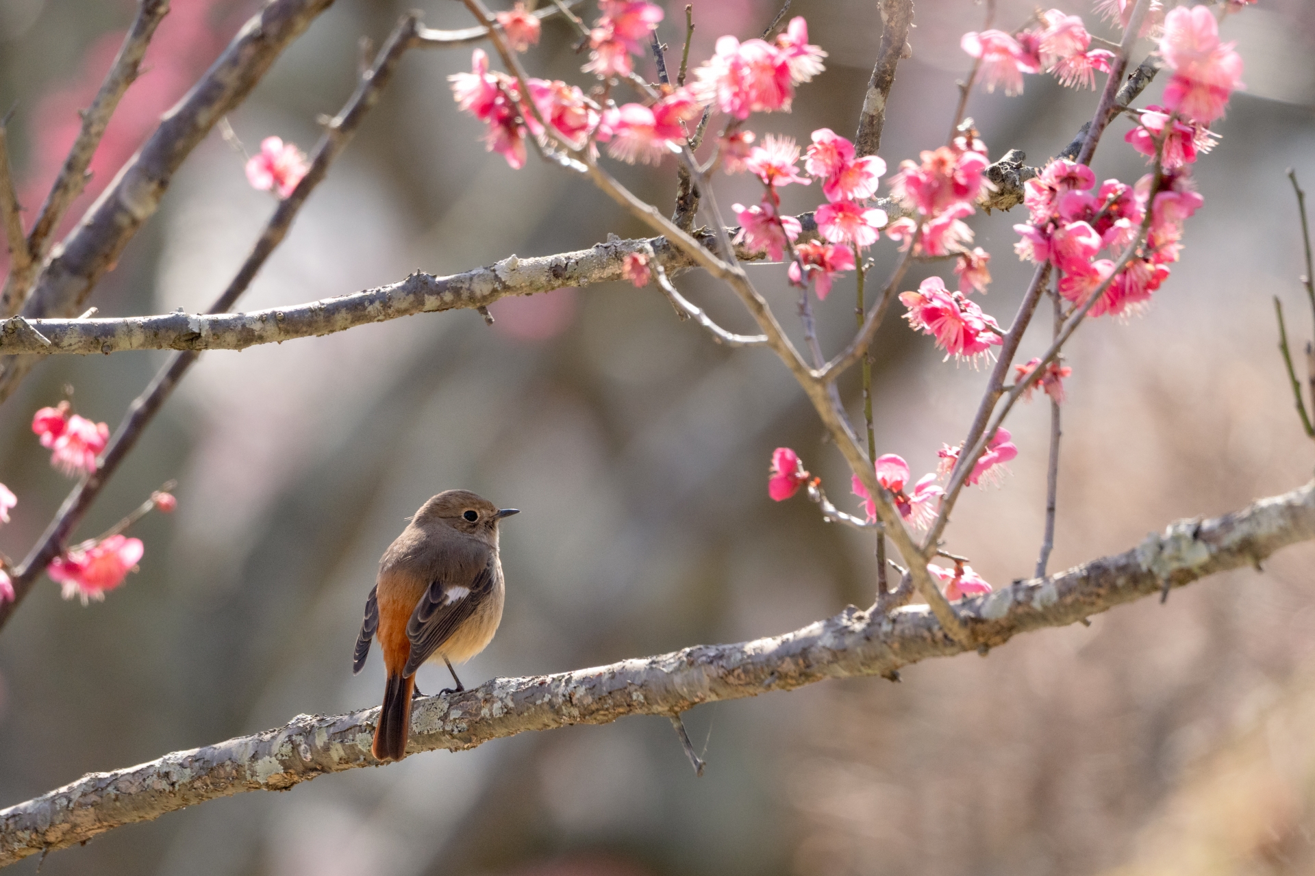 「一回分のおすそわけマッサージクリーム」プレゼント中♪
