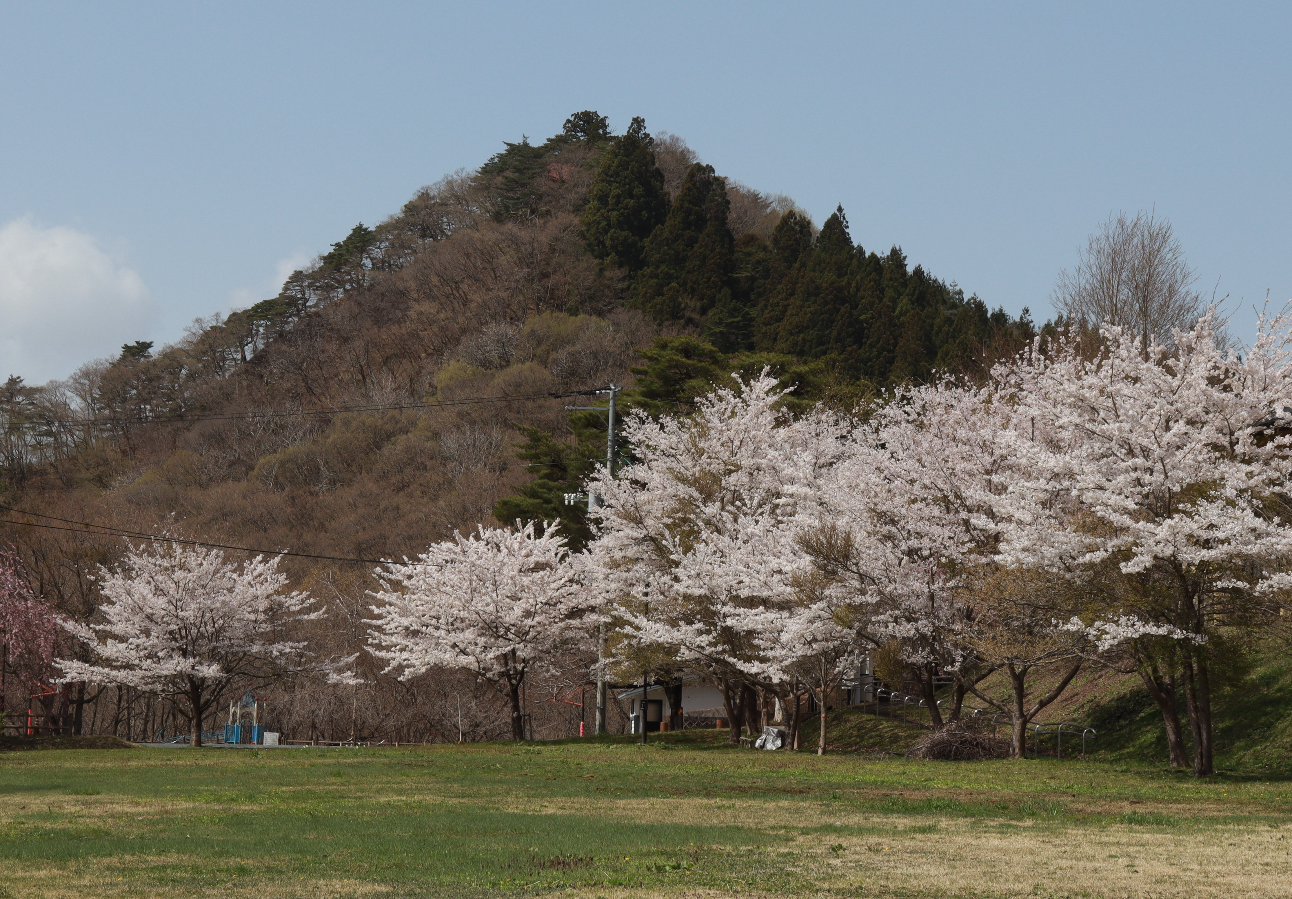 2023龍興山と桜 (2).JPG