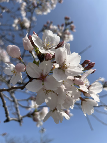 ⭐︎春のキャンペーン《選べる施術サービス》⭐︎