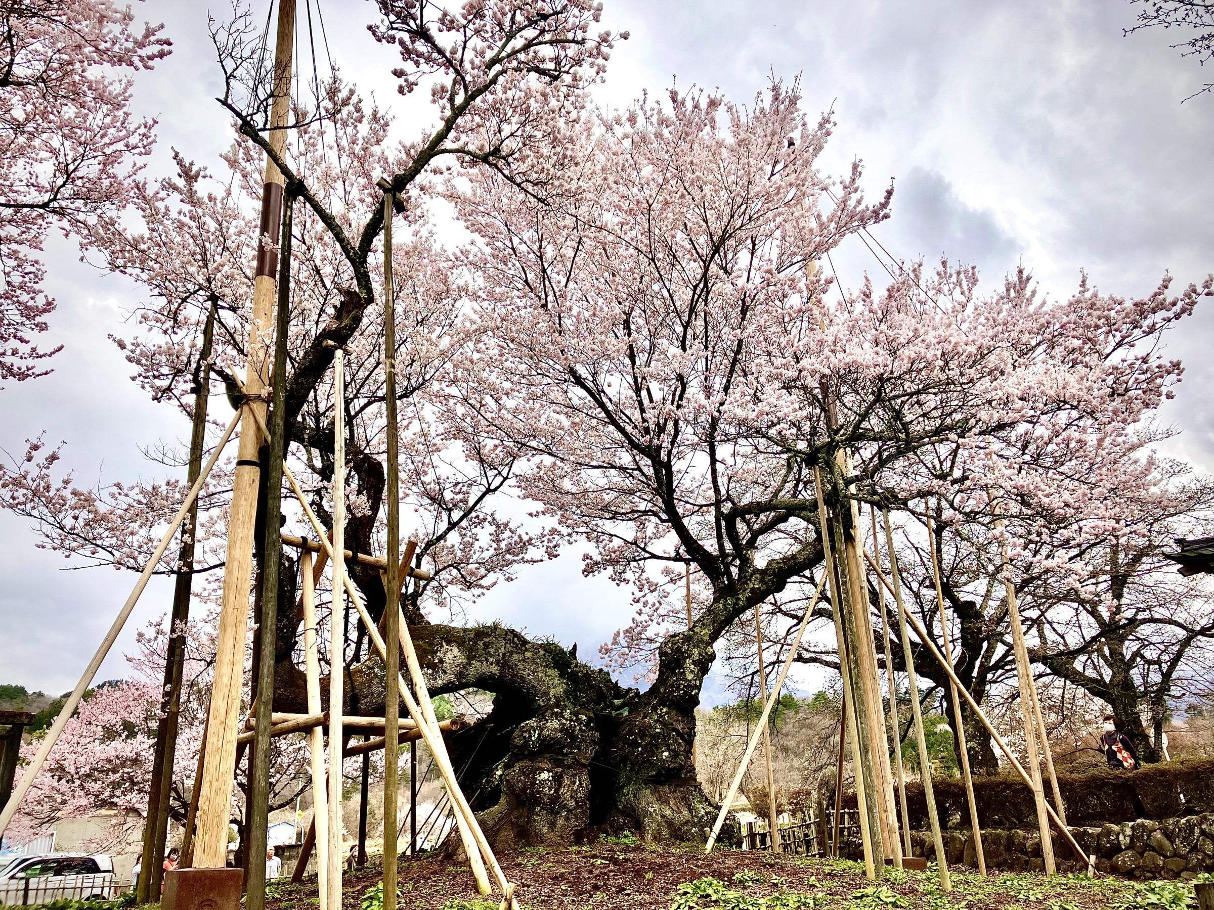 市内にある日本最古の神代桜