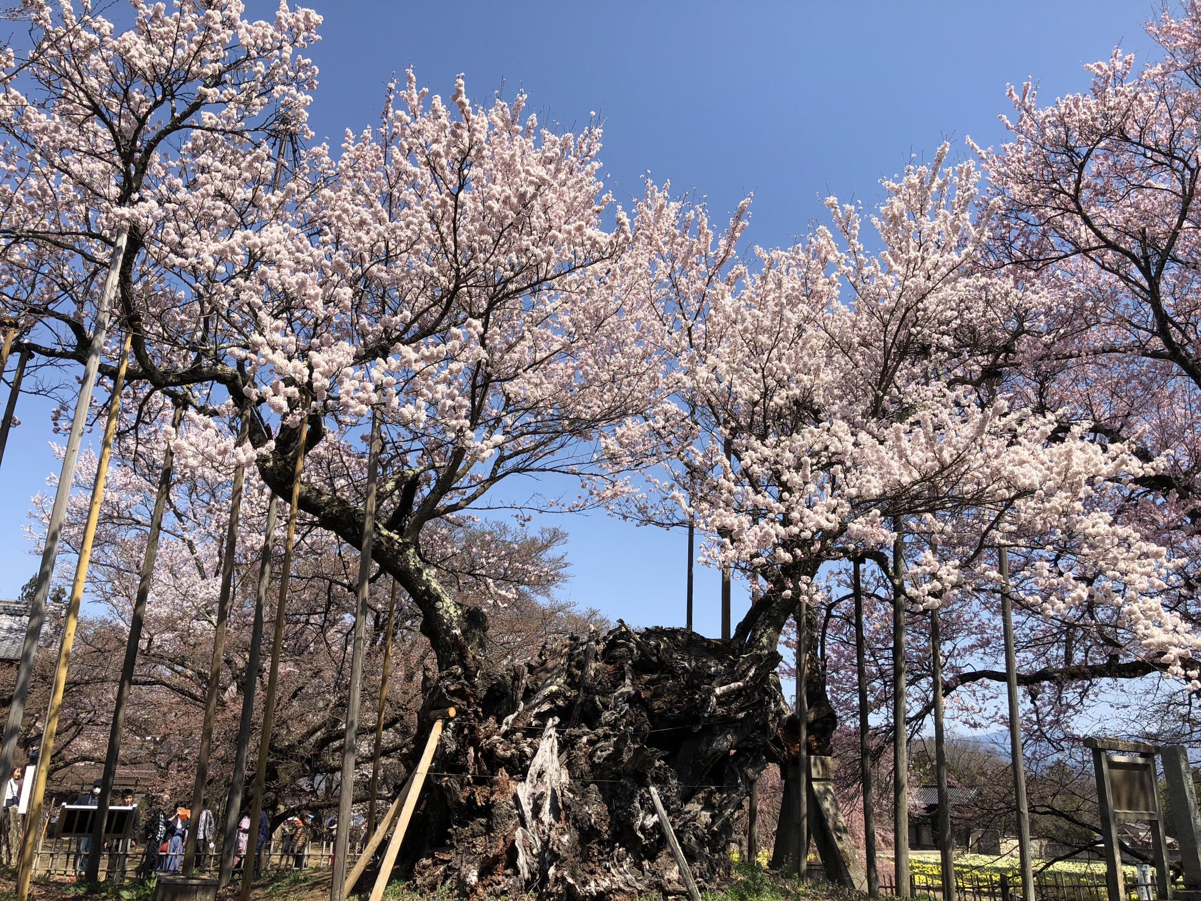 市内にある日本最古の神代桜