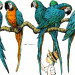 #55_Tropical.jpg
