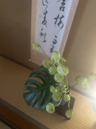フウセントウワタ🌿