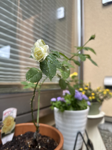 四季咲きの薔薇