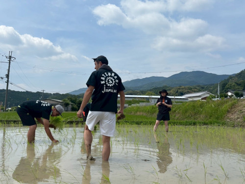 田植え体験