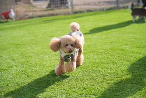 犬.JPG