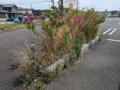 PXL_20250425_035721198.MP.jpg