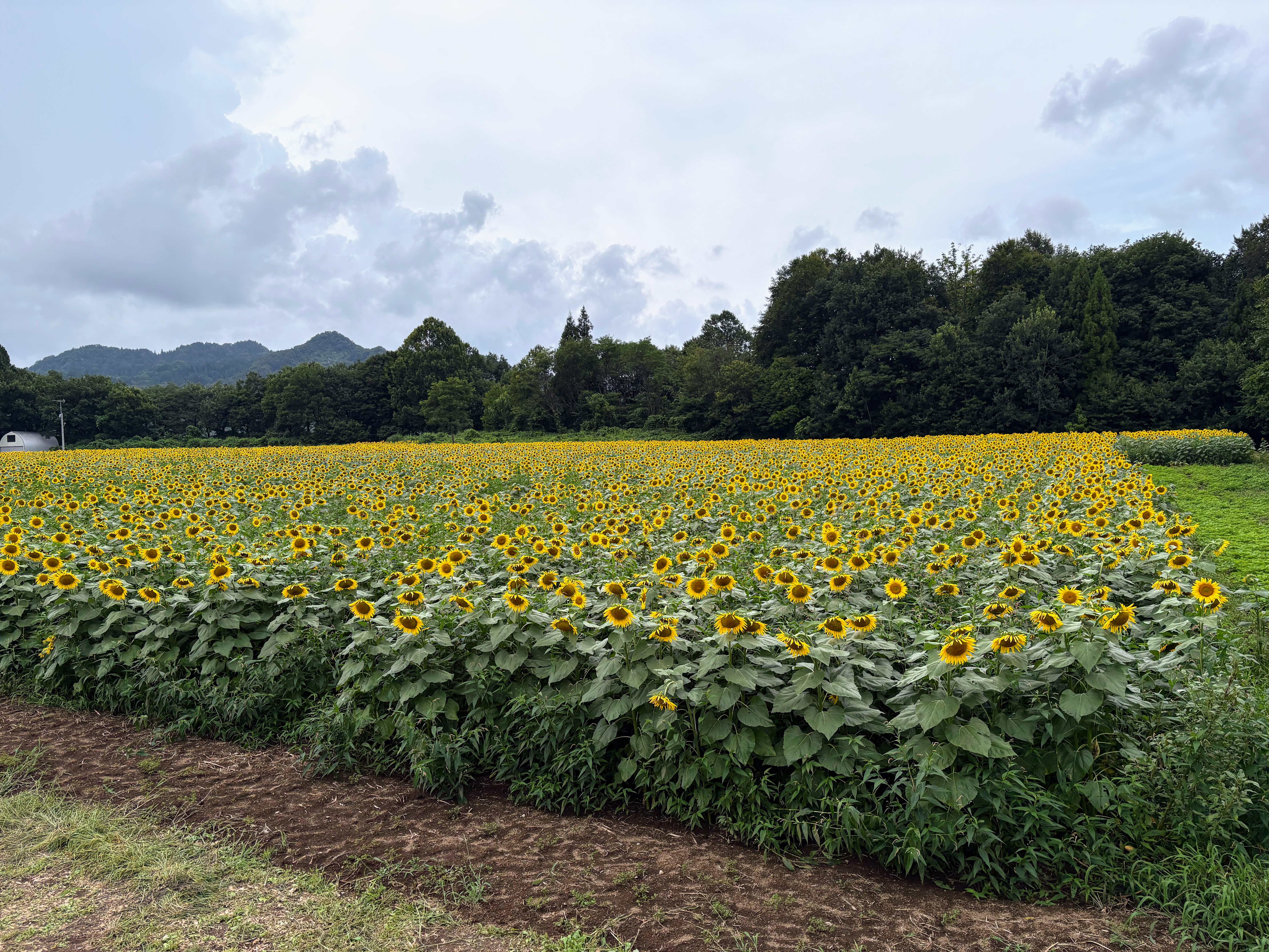 夏季休業のお知らせ