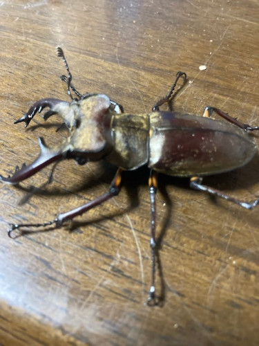 image1.jpeg