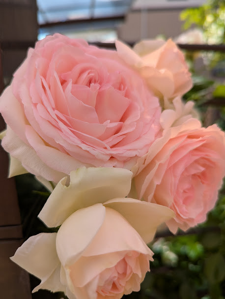 薔薇