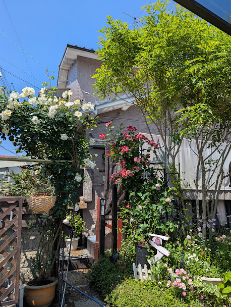 ギャラリー前薔薇