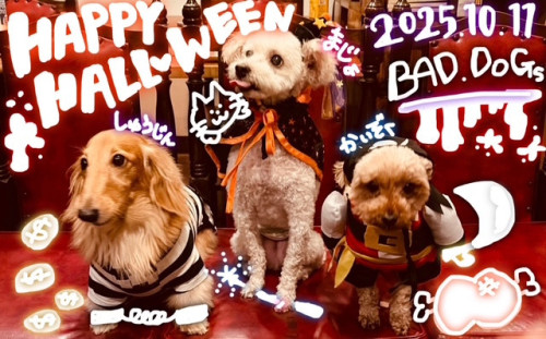 ハロウィン3匹.jpeg