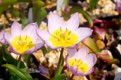 Tulipa-saxatilis-Lilac-Wonder.jpg