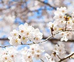 桜の季節♪