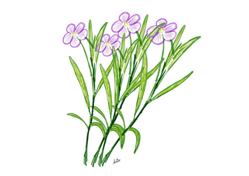 BASEとメルカリショップで販売はじめました