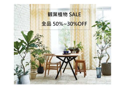 観葉植物SALE2024.jpg