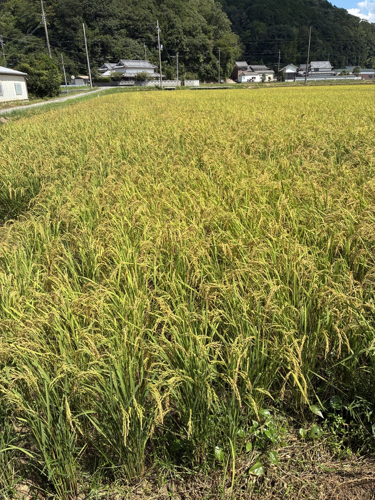 お米の改定のおしらせ